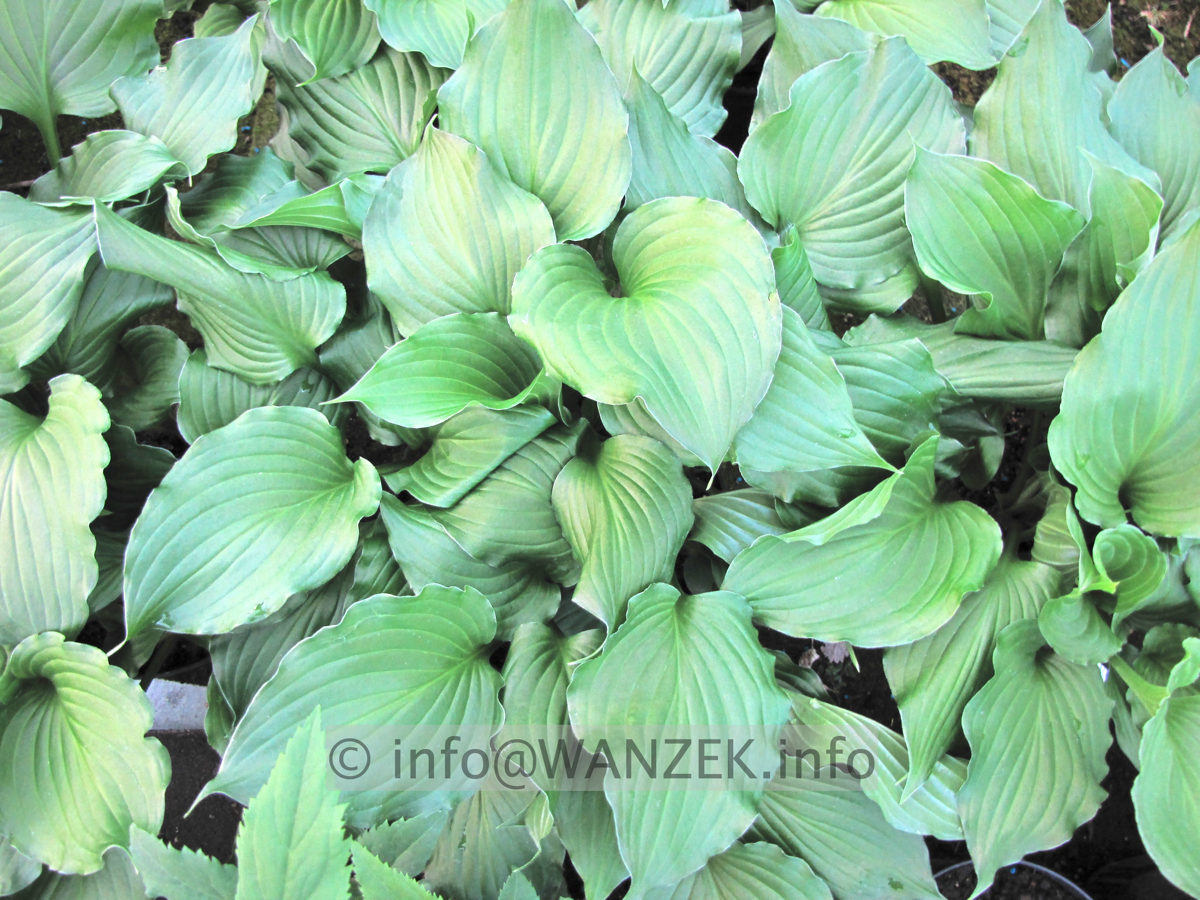 Hosta Hybride Gruene Dame 06.JPG